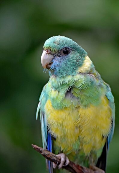 parrotpulse