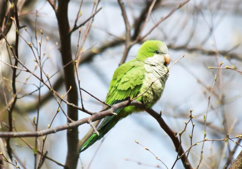 how long does a Quaker parrot can live?