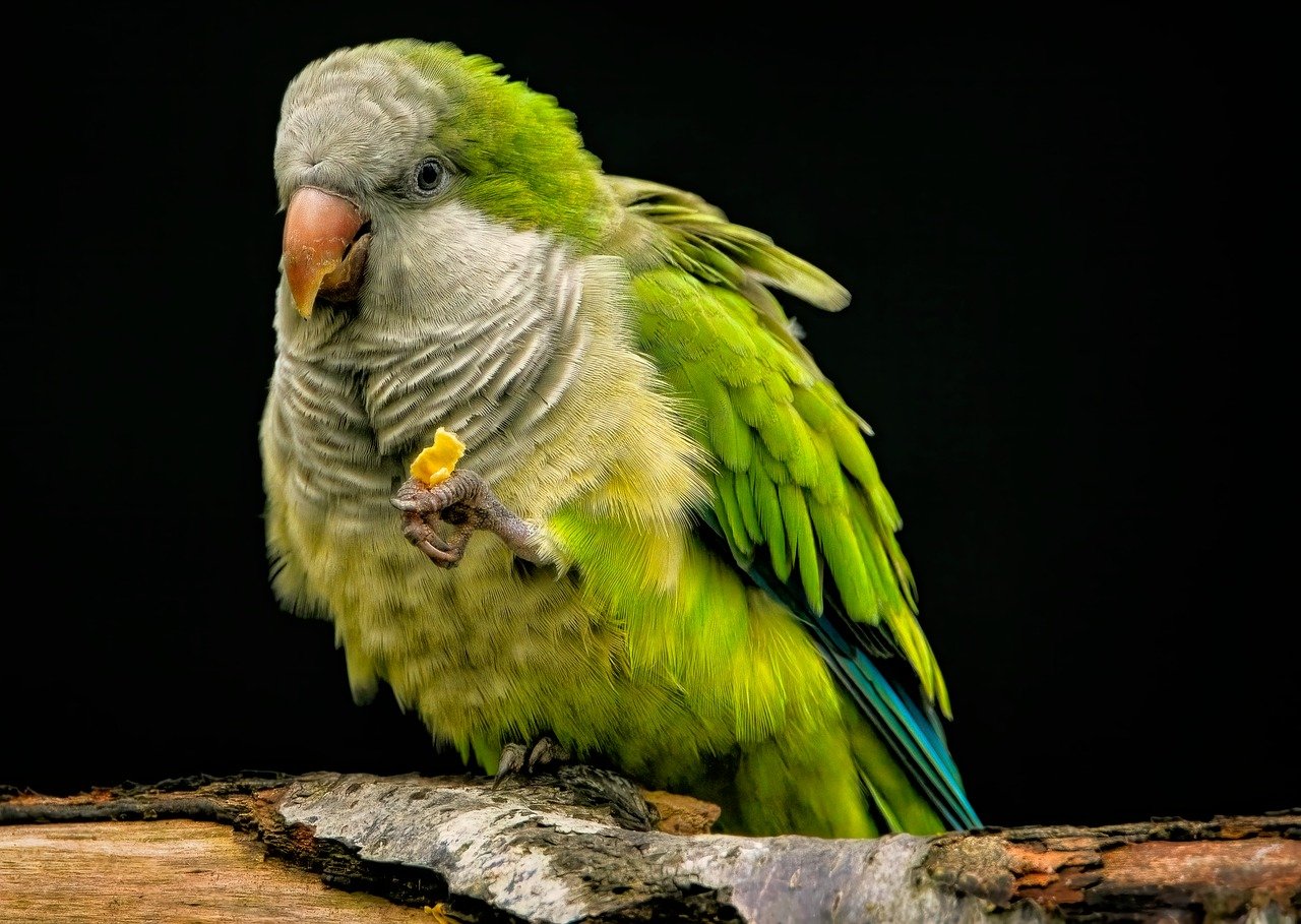 Quaker Parrot lifespan