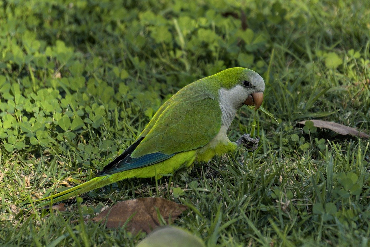 history and origin of Quaker parrots